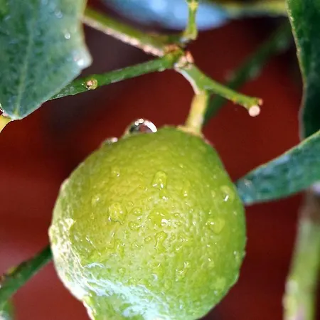 Talking Stones לינה וארוחת בוקר דולצ'אקווה
